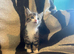 Kittens looking for their forever homes