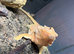 Bearded dragon with VIV and full set up