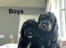5 beautiful colours cockapoo ready on 4th June
