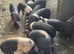 Weaners