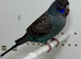 Black Face Black Wing budgie For Sale