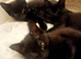3 black females 8 weeks old