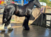 Ride and drives 12.2 cob