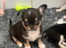 Kc Chihuahua puppy (male)