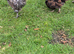 Silkrama chicks (silkie x serama)