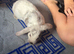 2 female rabbits