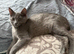 Half Siamese kitten