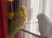 Budgies