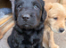 Labradoodles