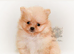 KC DNA SHORT MUZZLE MINIATURE POMERANIAN PUPPIES