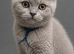 GCCF Registered Lilac British Shorthair