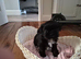 Shi tzu pups