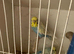 Nice pair budgies for sell