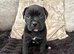 Cane corso x puppies