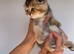 PUREBRED SCOTTISH FOLD KITTENS