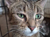 Beautiful Shy Female Kitten