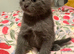 Male kitten ready to go to his new home.