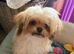 6 month old healthy playful Pomeranian Shihtzu boy