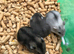 Pure bred baby Winter White Russian hamsters