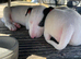 Female English bull terriers