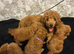 Beautiful 4th generation Red Minature Poodle Pups