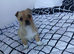 Lovely pomchi