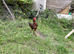 Assel Pakistani cockerel