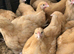 ORPINGTON HATCHING EGGS X 6 BLUE, BUFF, BLACK, SPLASH 24 hour tracked post