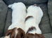 Springer spaniel pups