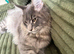Gorgeous Blue Silver Tabby Maine Coon Boy Looking for His Perfect Home