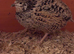 Hatching Coturnix Quail eggs