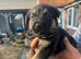 Beautiful Rottweiler cross German shepherd puppies