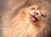 Chocolate and tan merl male