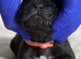 North American mastiff x cane corso