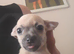 3 beautiful chihuahua puppys
