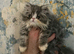 2 male persians