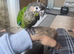 Beautiful baby green cheek conure