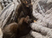 Two Beautiful Mixed-Bengal Girls - £250 FOR THE PAIR