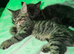 7 kittens - 1 tabby girls left