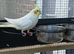 5 x semi tame cockatiels