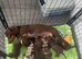 Kc miniature dachshunds