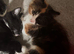 Four kittens