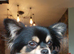 Beautiful long hair chihuahuas #last girl