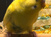 Pair of Beautiful young budgies available