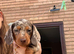 Miniature dachshund
