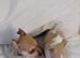NO PEDIGREE CHIHUAHUA