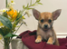 Chihuahua boy puppy