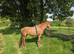 Kindest little filly ive ever known