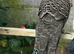 Gray pecock pheasant