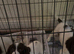 1 English springer spaniel puppies left